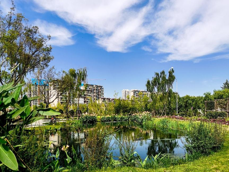 【經典案例】日照市瀉湖入湖口人工濕地水質凈化項目（大型湖泊內源污染治理